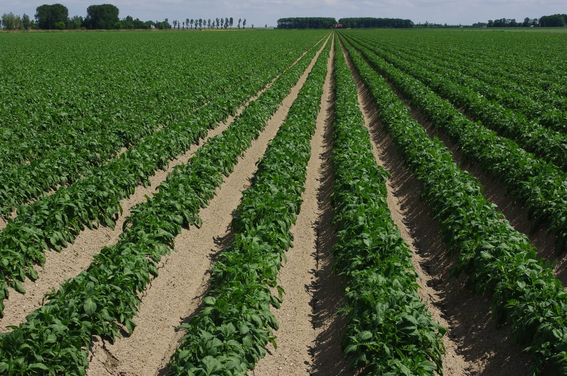 Yield Levels Of Potato Crops